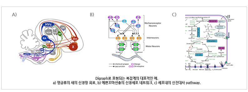 Digraph로 표현되는 복잡계의 대표적인 예로, 명금류의 새의 신경망 회로, 예쁜꼬마선충의 신경세포 네트워크, 세포내의 신진대사 pathway가 있다